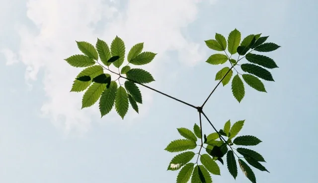 运维托管如何优化组织架构？